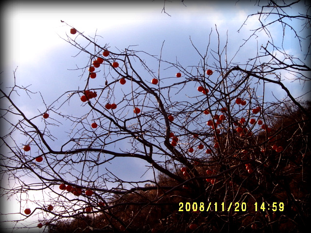 49262f44c9cdf&filename=S4300169.JPG