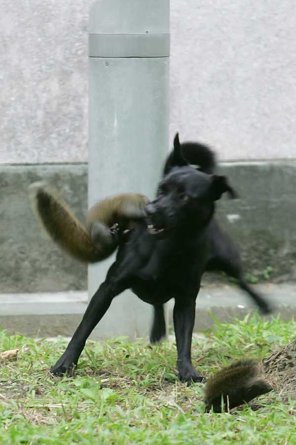 청솔매 이미지