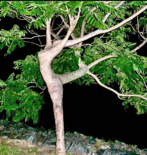 거목 이미지