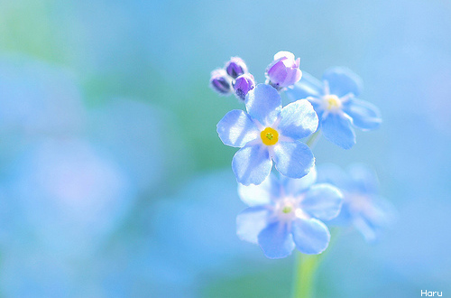 바람향기 이미지