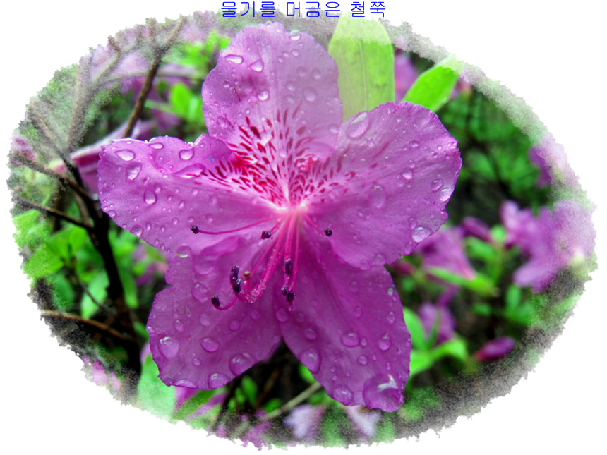 천사꽃화원 이미지