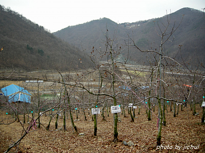 그리고과수원 이미지