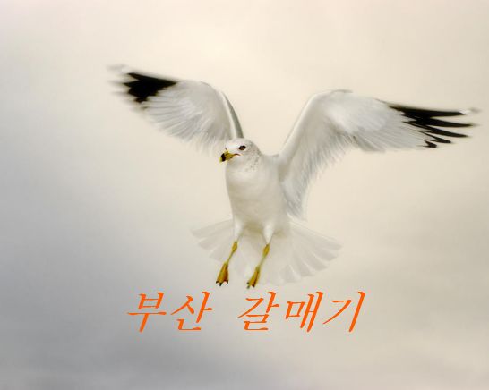 부산갈매기 이미지